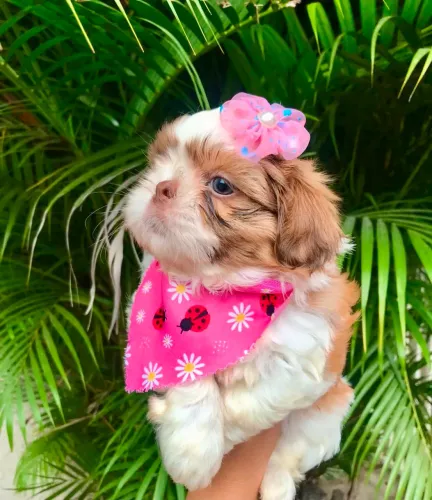 Shih tzu femea dos olhos claros com Pedigree
