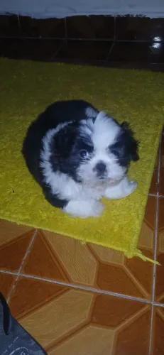 Lhasa Apso puro  preto e branco