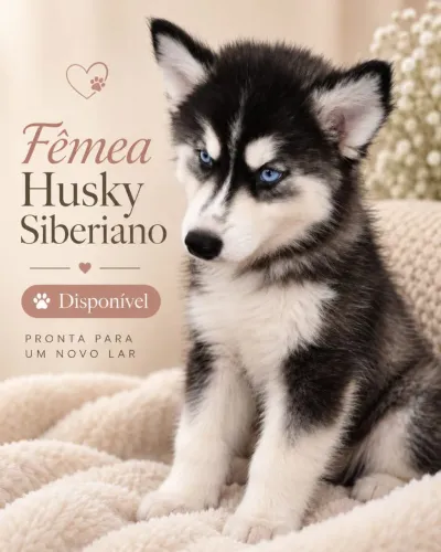 Filhote de Husky puro sangue