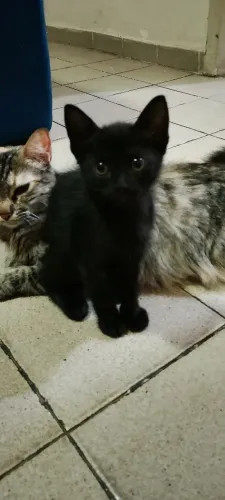 Gatinha para doação
