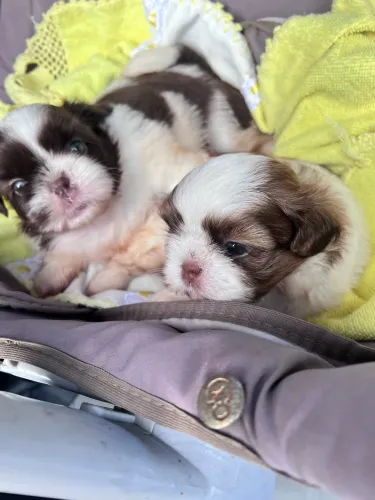 Shi-tzu