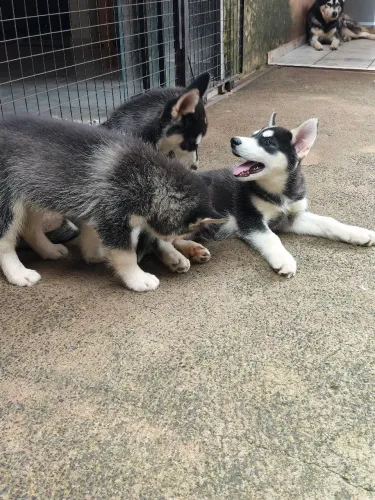 Filhotes de Husky Siberiano