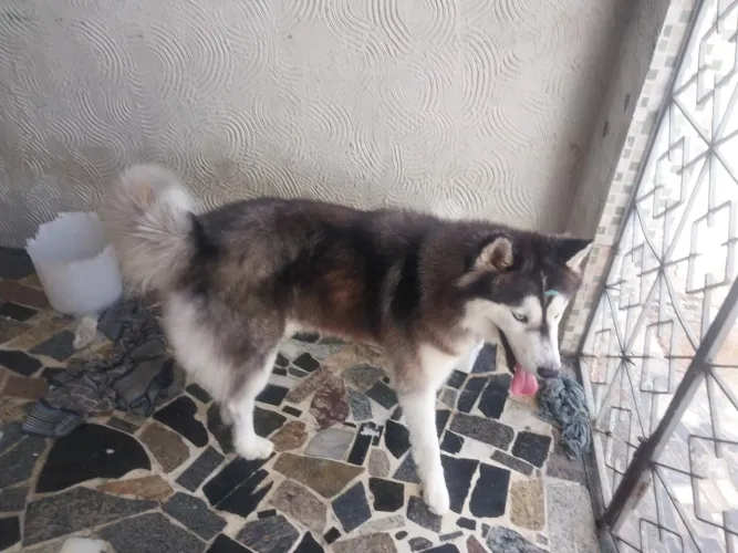 CACHORRO HUSKY SIBERIANO REPRODUTOR O PADREADOR 