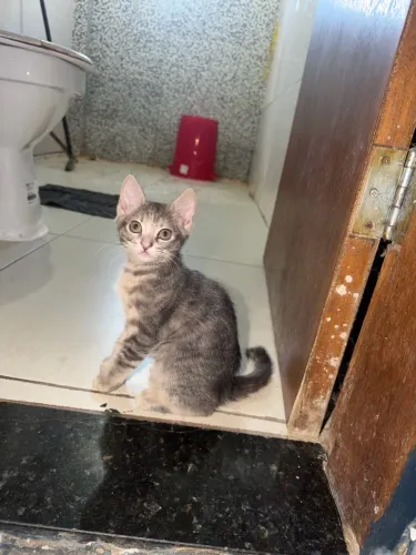 Doa-se gatinha fêmea filhote 