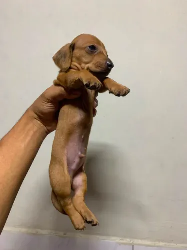 Dachshund arlerquin
