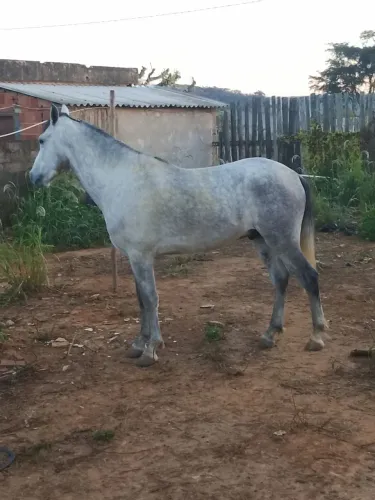 Vendo cavalo top
