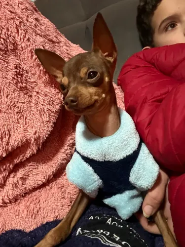 Pinscher macho Chocolate 