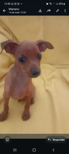 Pinscher Miniatura 