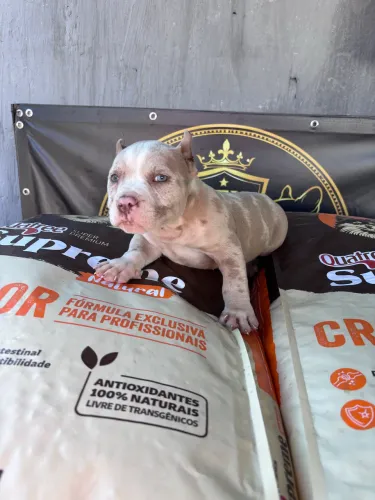 American Bully Micro Macho