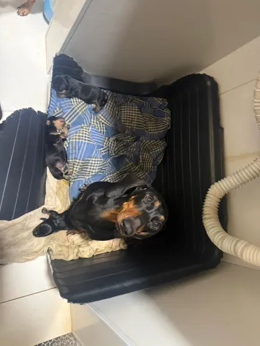 Cachorro dachshund