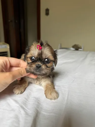 Shih tzu femea mini legítima 