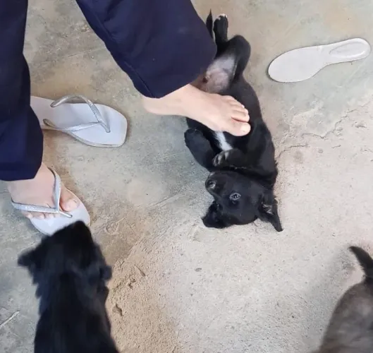 Cachorros filhotes Doar