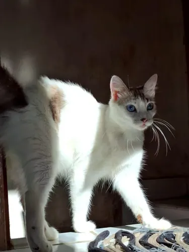 Doa-se gata fêmea peluda.