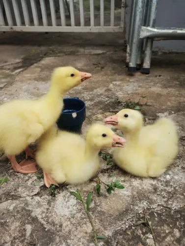 gancinhos chinês