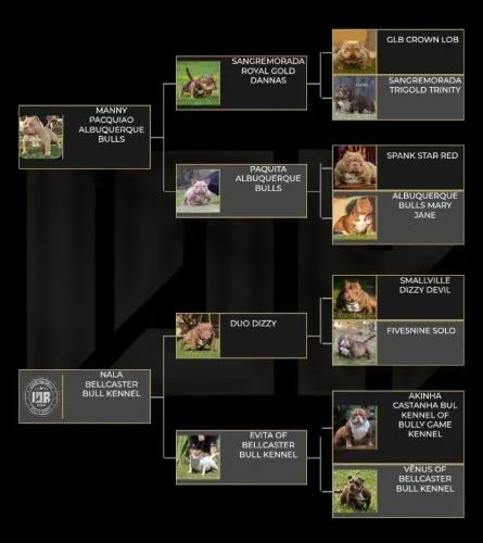 Filhotes de Exotic Bully