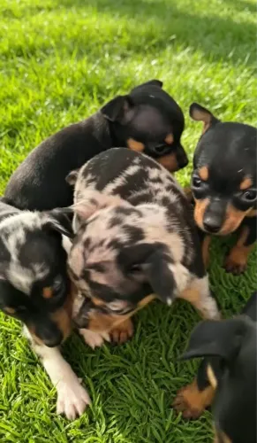 Pinscher mini 