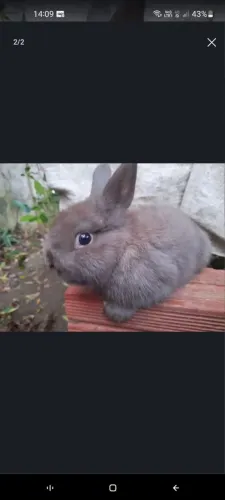 Mini coelho
