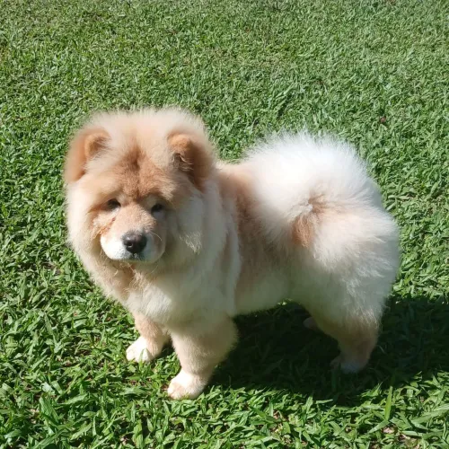 Chowchow macho Americano 