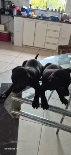 Vendo cão pitcher