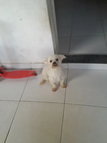Cachorro maltês