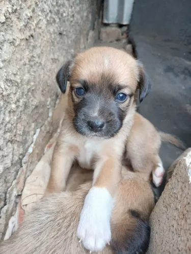 Cachorrinhos para doar