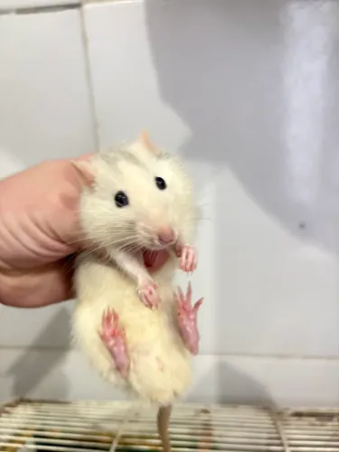 Doação ratos twister