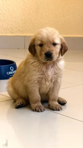 Vendo filhote de golden