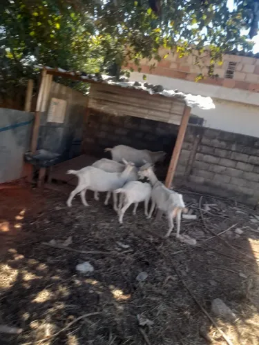 Cabra e Filhotes raça Saanen