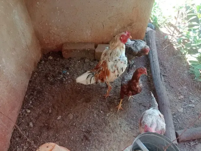 Galo e Galinhas
