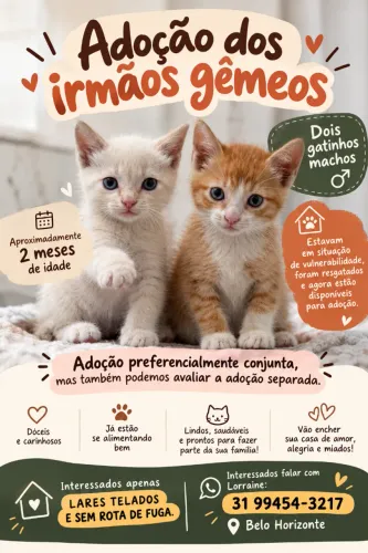 Gatinhos para adoção