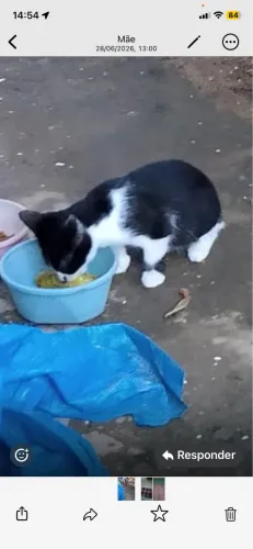 Doação de gato filhotes, apenas doação responsável.
