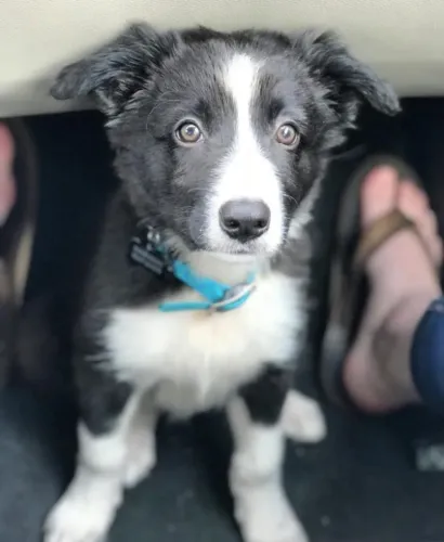 Filhotes de Border Collie | Encanto que deixa qualquer momento especial