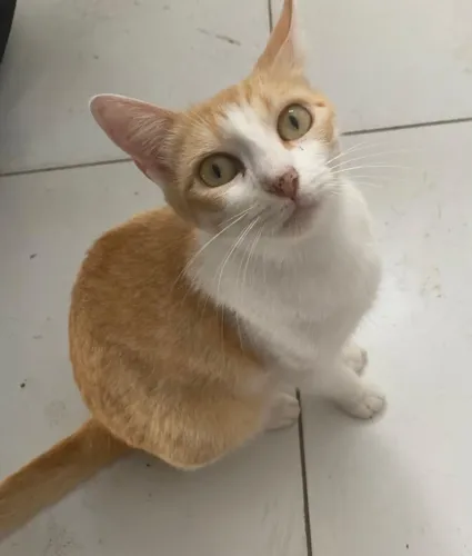 Gata para adoção responsável