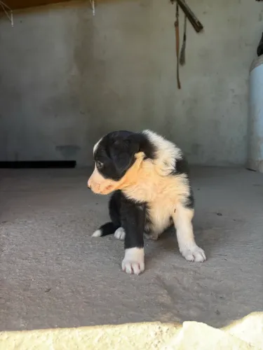 Border collie