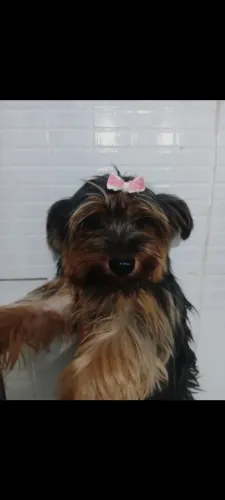 Yokichare fêmea