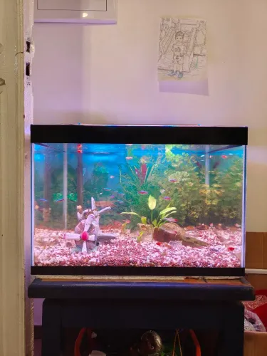 Aquário 70 litros