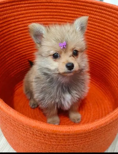 linda fêmea híbrida yorkshire Spitz
