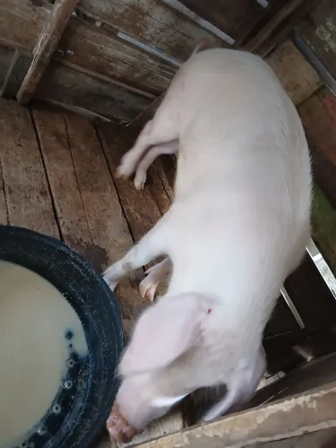 Vendo Essa Porca