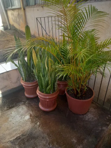 Vaso com palmeira areca,1.43 de circunferência e 35 de altura
