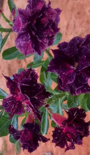 Rosa do deserto