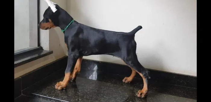 Doberman padrão exposição top machos e fêmeas vacinados