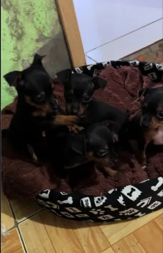 Doação de Filhotes de Pinscher