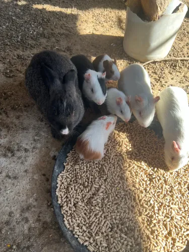 Coelhos e porquinhos da índia 