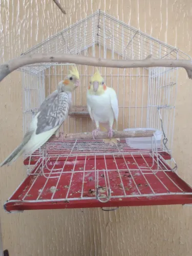 Gaiolas 