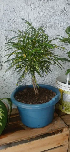 Planta brasileirinha da folhas finas 