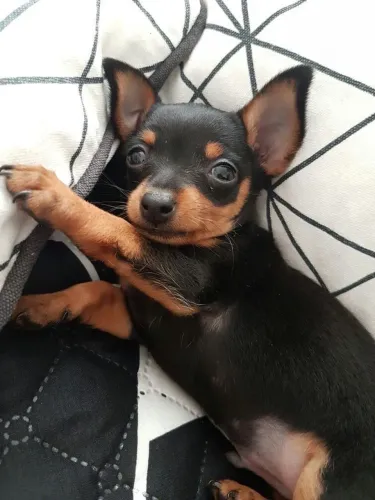Filhotes De Pinscher - Seu Novo Amigo Fiel Está Esperando Por Você