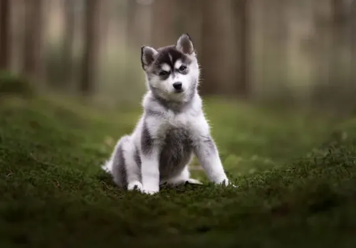 Filhote Husky Siberiano Muito Lindo