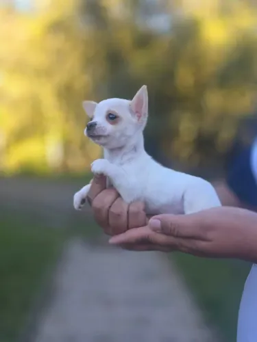 Chihuahua Filhote Disponível | Macho e Fêmea