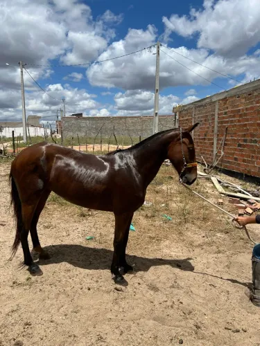 Égua MM disponível a venda macha batida excelente de sela oportunidade única *61 m