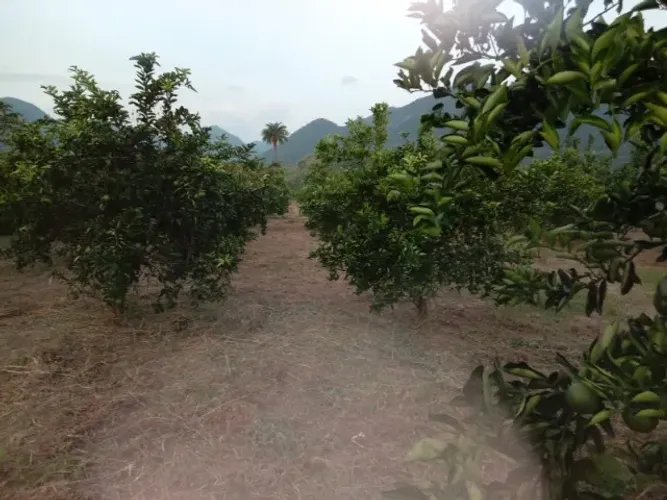 Sítio Fazenda produtora de laranja e banana 26 hectares 